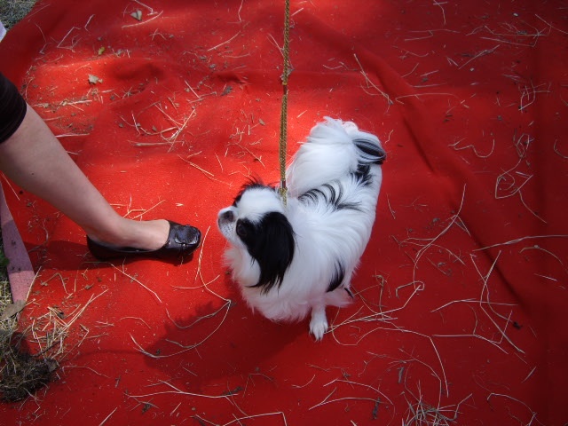 Eden des Sentiers d'Emeraude - 2eme Exellent jeune - 4kg