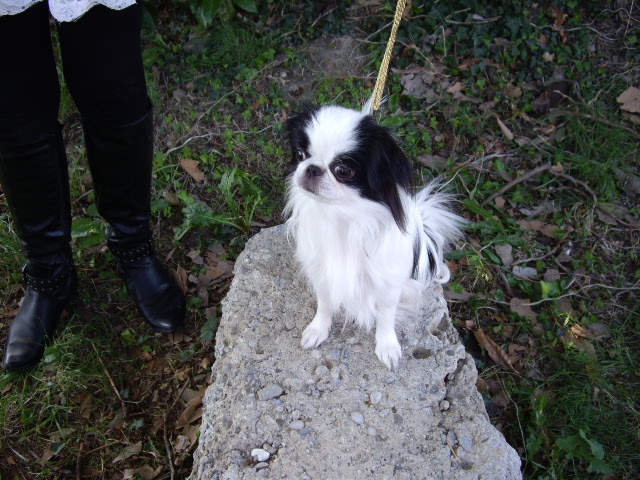 Eden des Sentiers d'Emeraude - 2ém ex en jeune -4kg