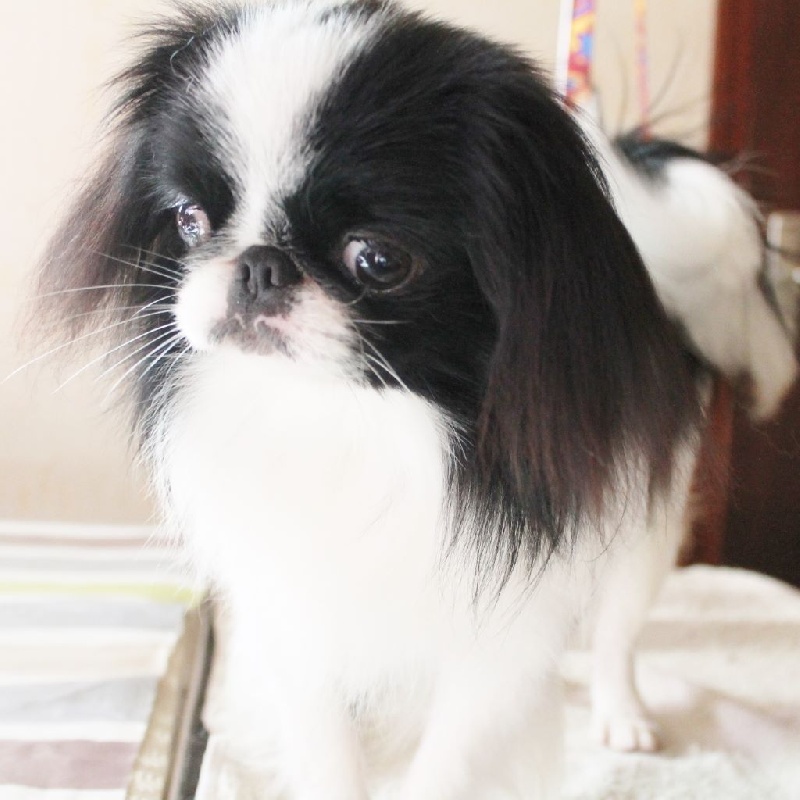 simsalachin Sono luca - 1 EX Jeune