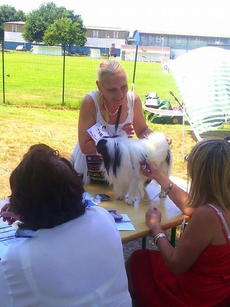 Hinode-hikari-fairy du Dieu de la Lumiere - 1er ex CACS et BOB classe ouverte Mâle +4kg