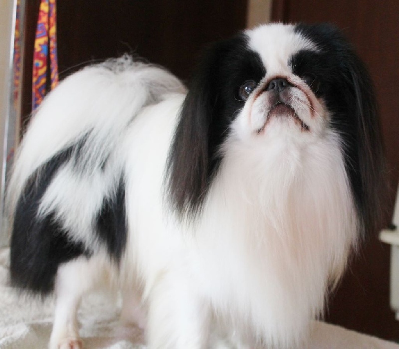 Hinode-hikari-fairy du Dieu de la Lumiere - CACS-CACIB