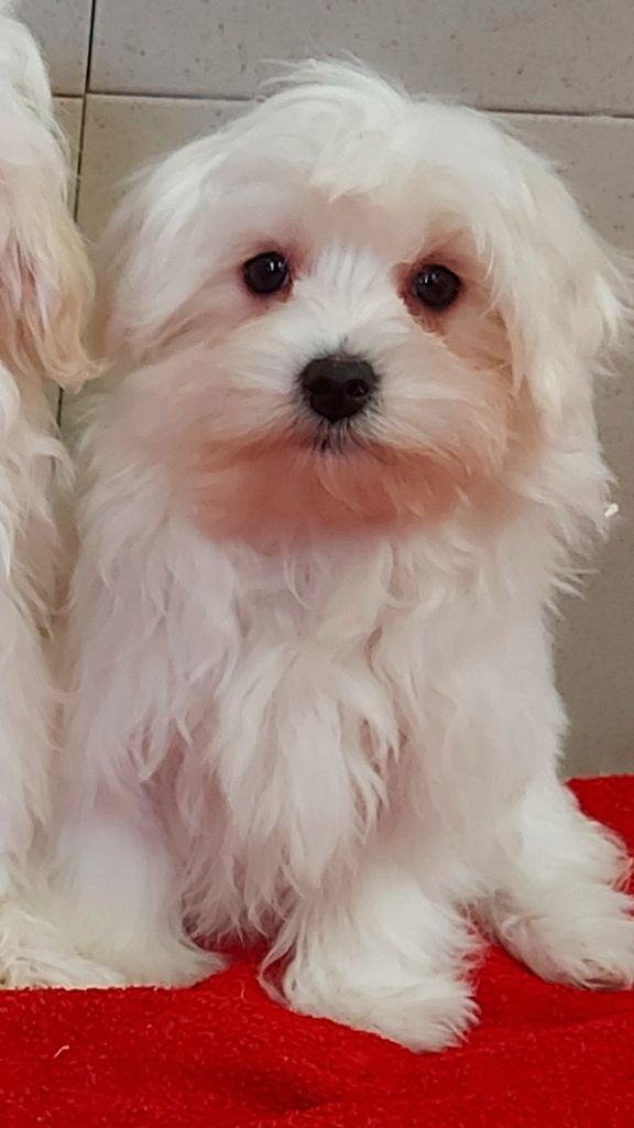 CHIOT - Bichon maltais