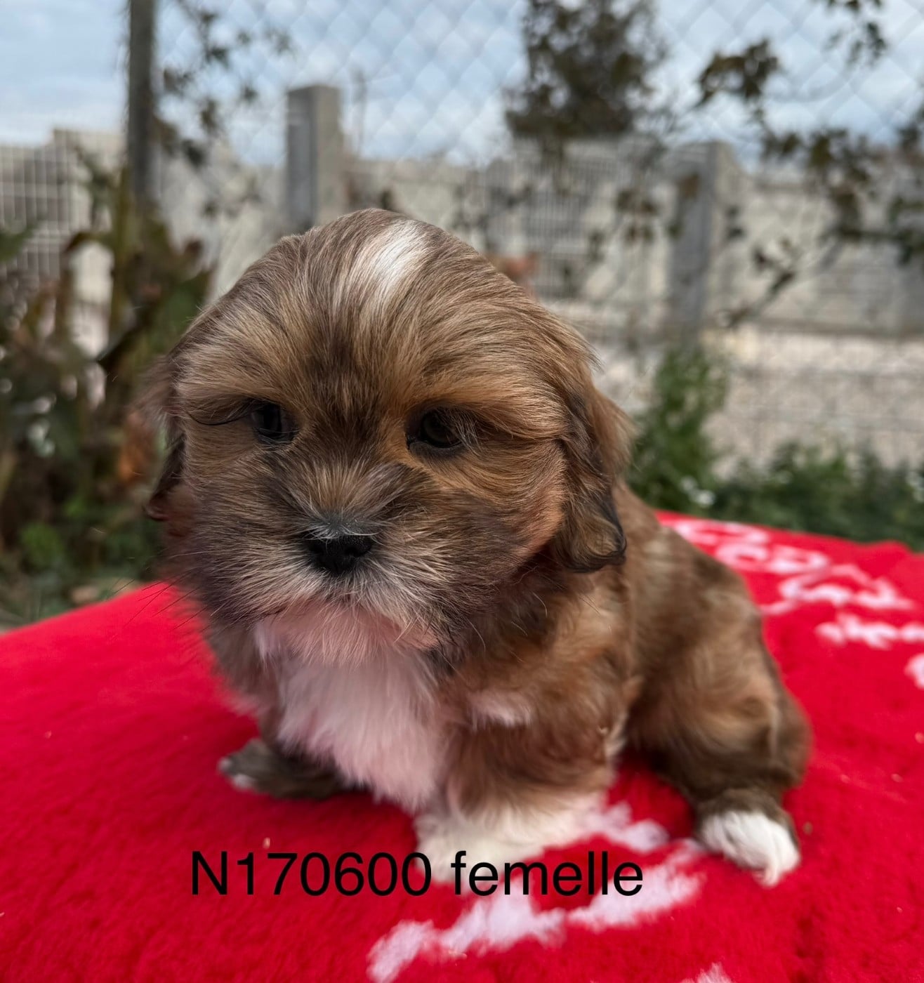 Lhassa Apso - de la Vigne del Rey