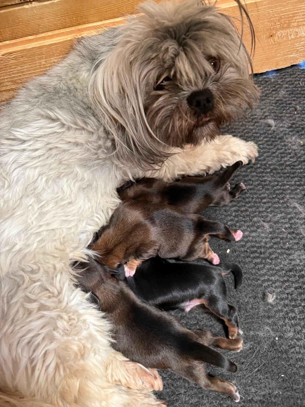 Chiot N°1 - Lhassa Apso