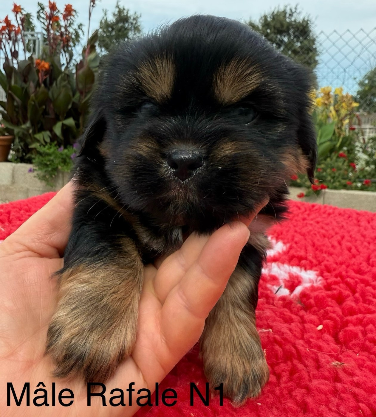 Chiot N°1