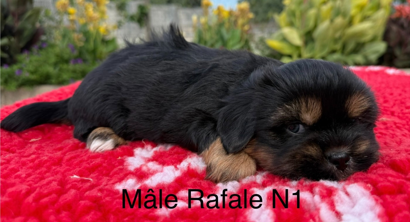 Chiot N°1