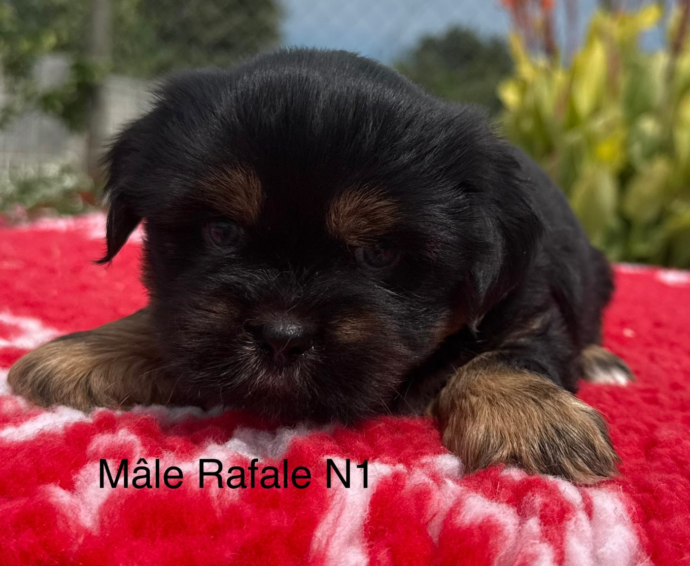 Chiot N°1