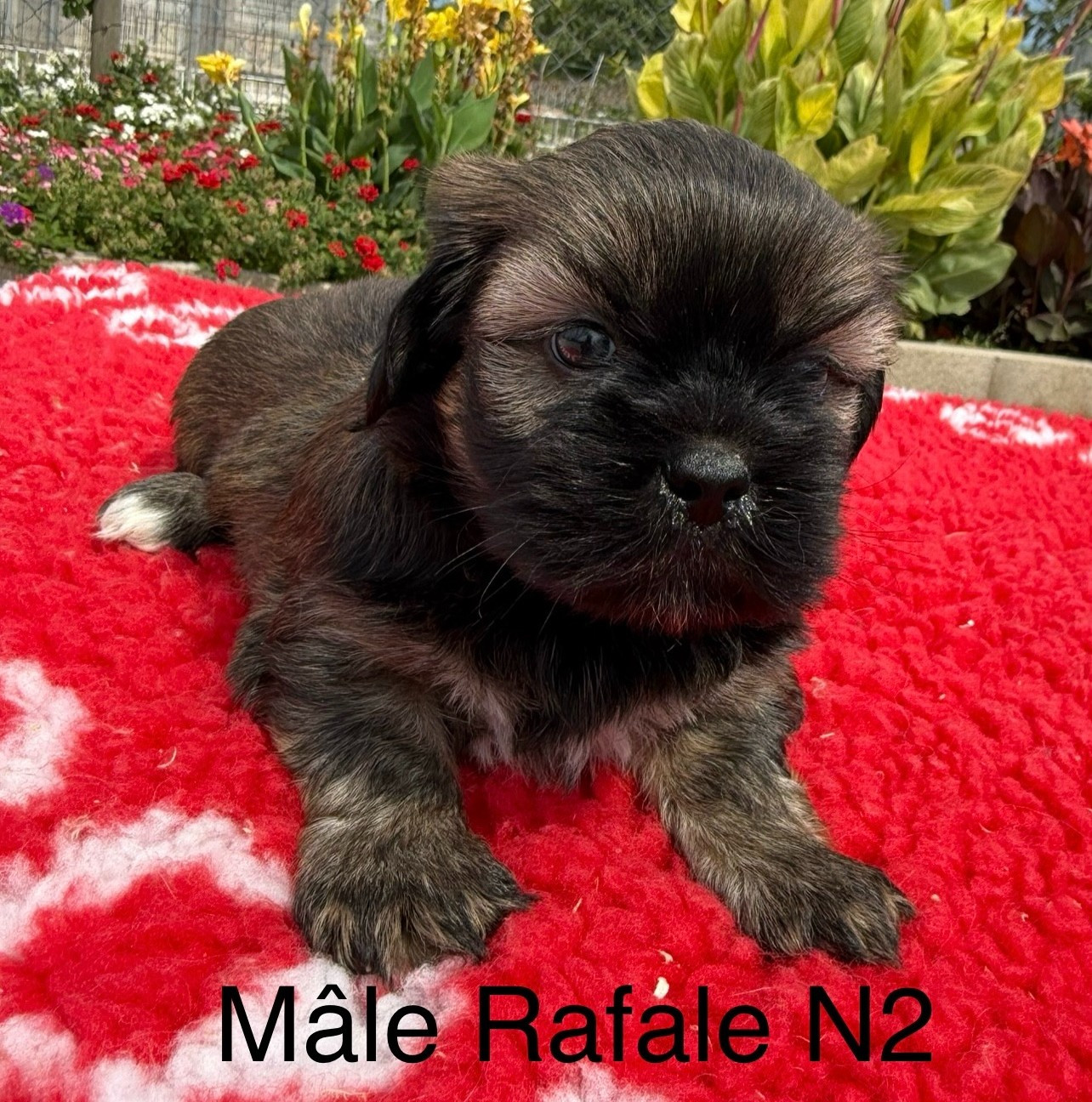 Chiot N°2
