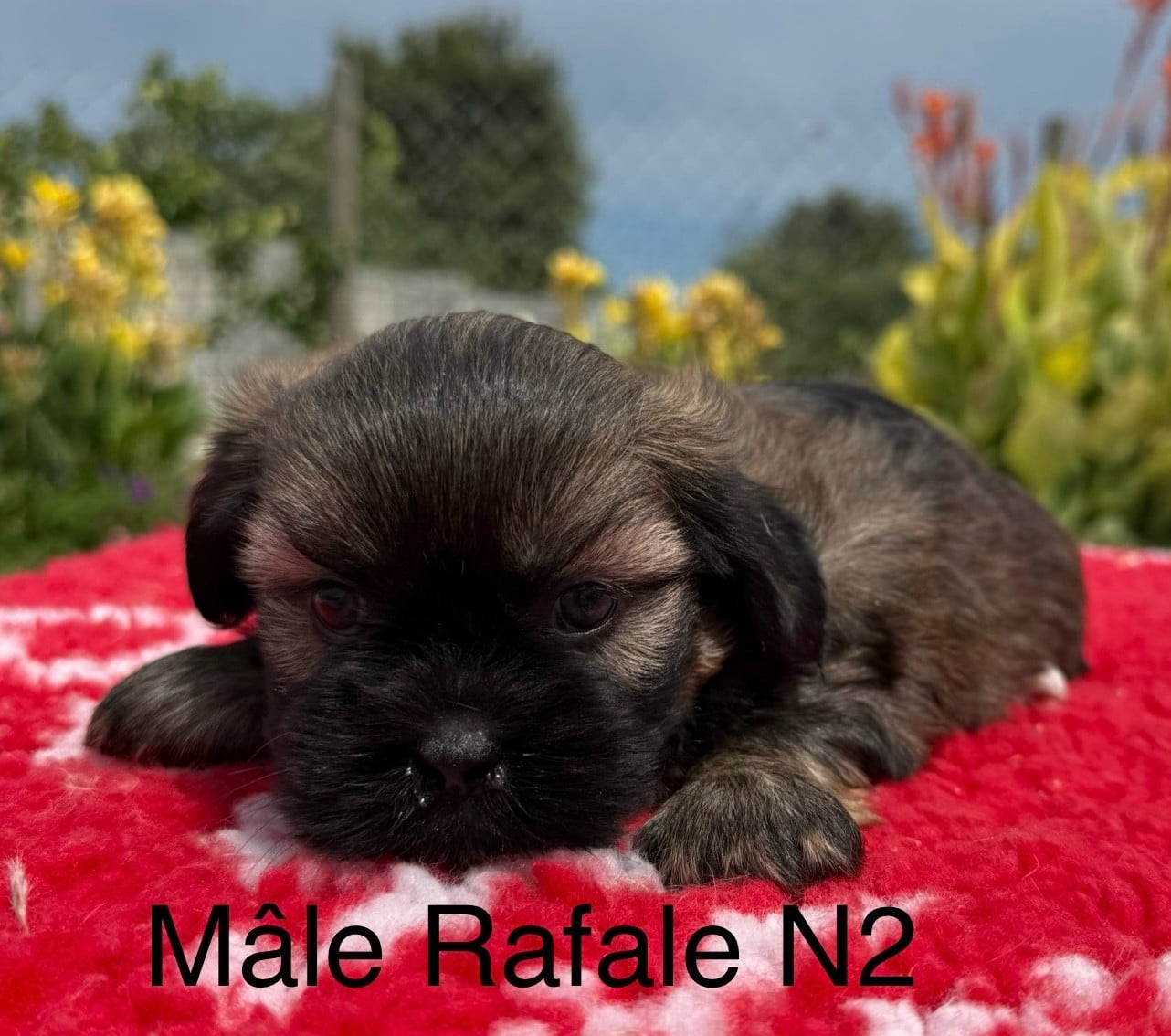 Chiot N°2
