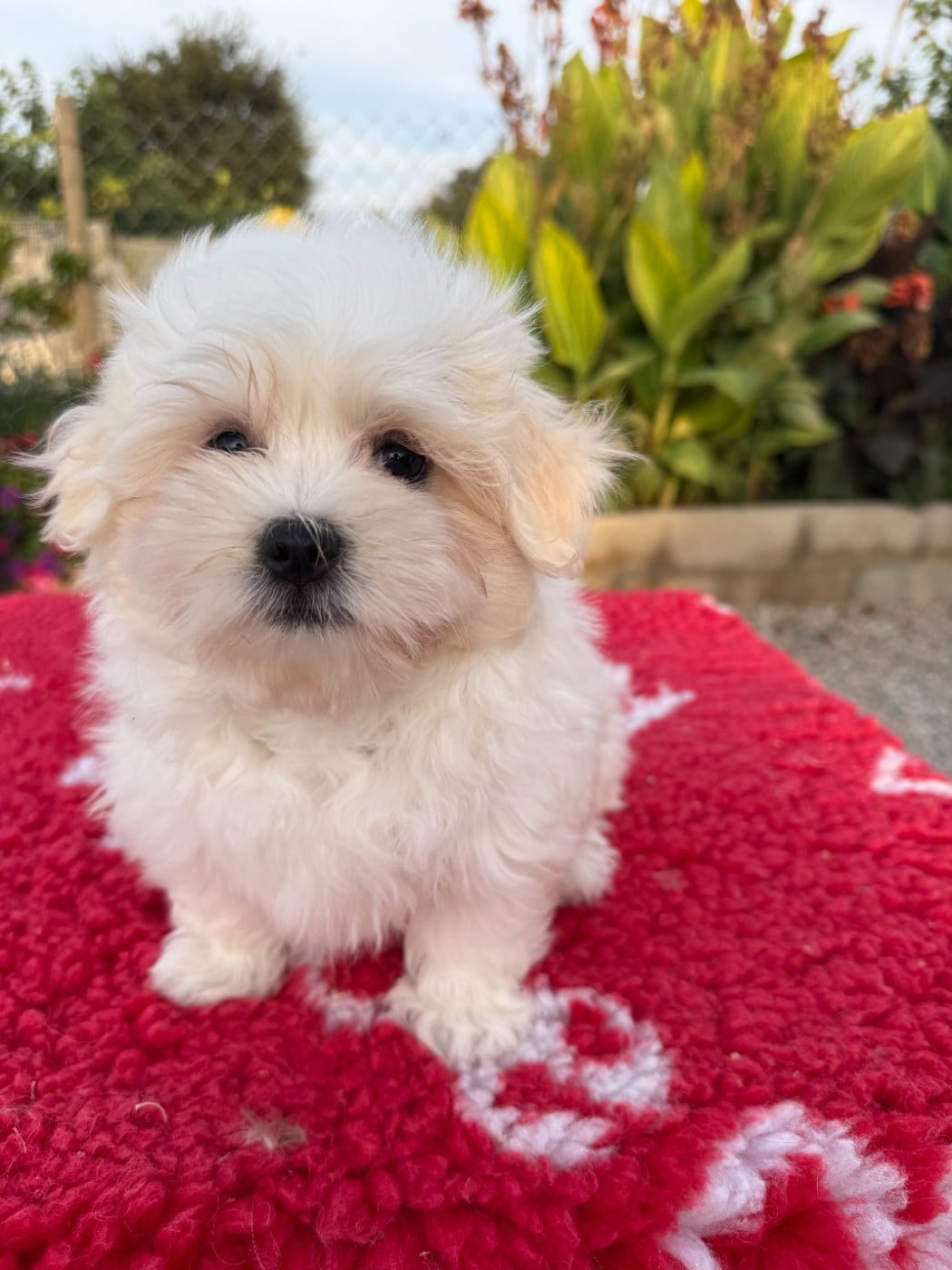 Bichon maltais - de la Vigne del Rey