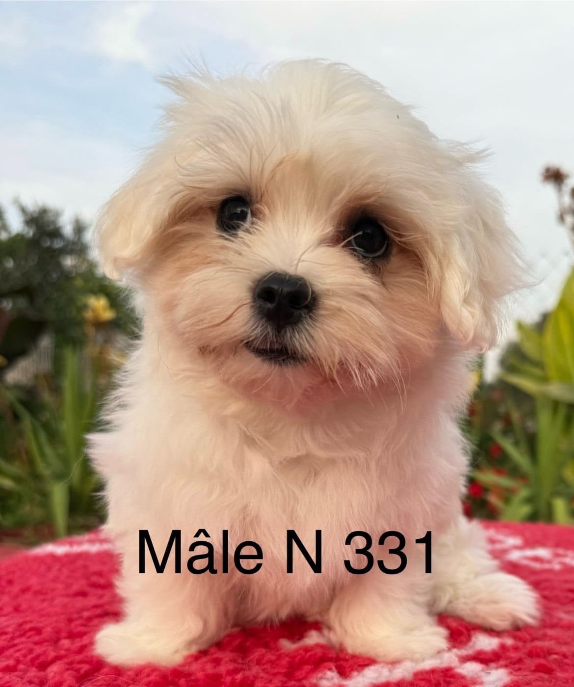 Bichon maltais - de la Vigne del Rey