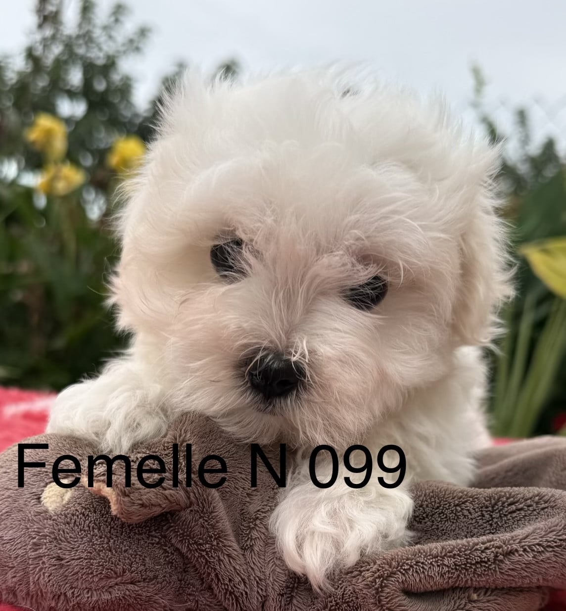 Chiot N°1
