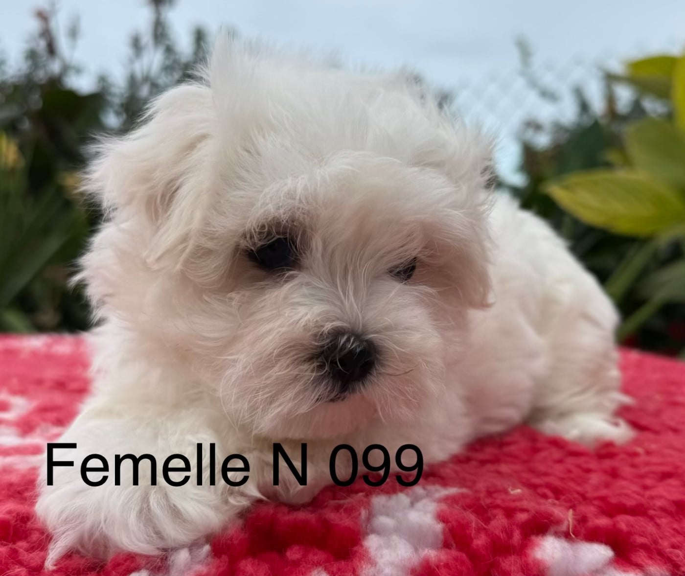 Chiot N°1