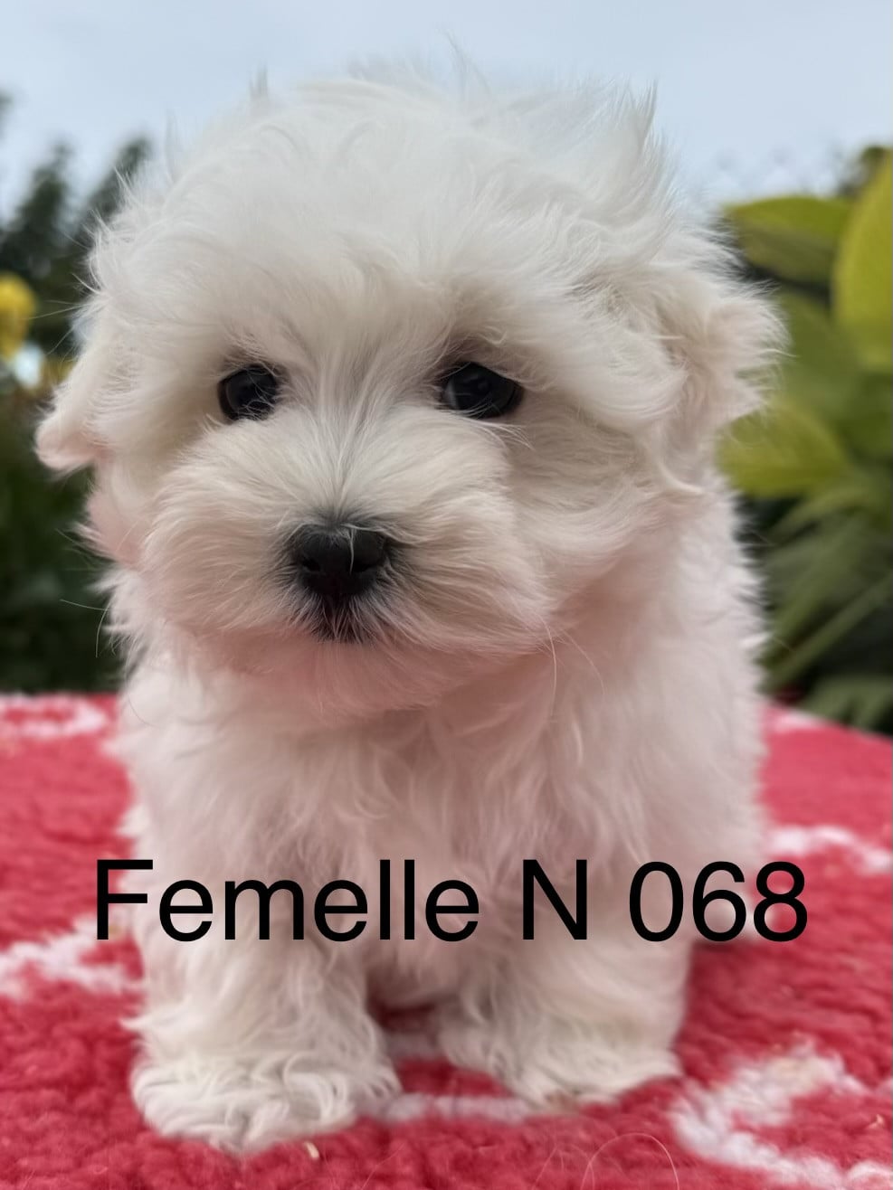 Chiot N°2