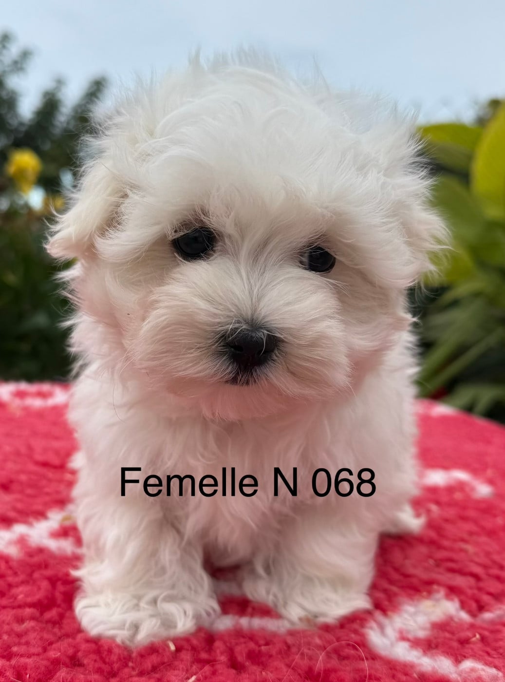 Chiot N°2