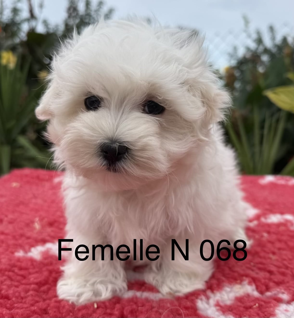 Chiot N°2