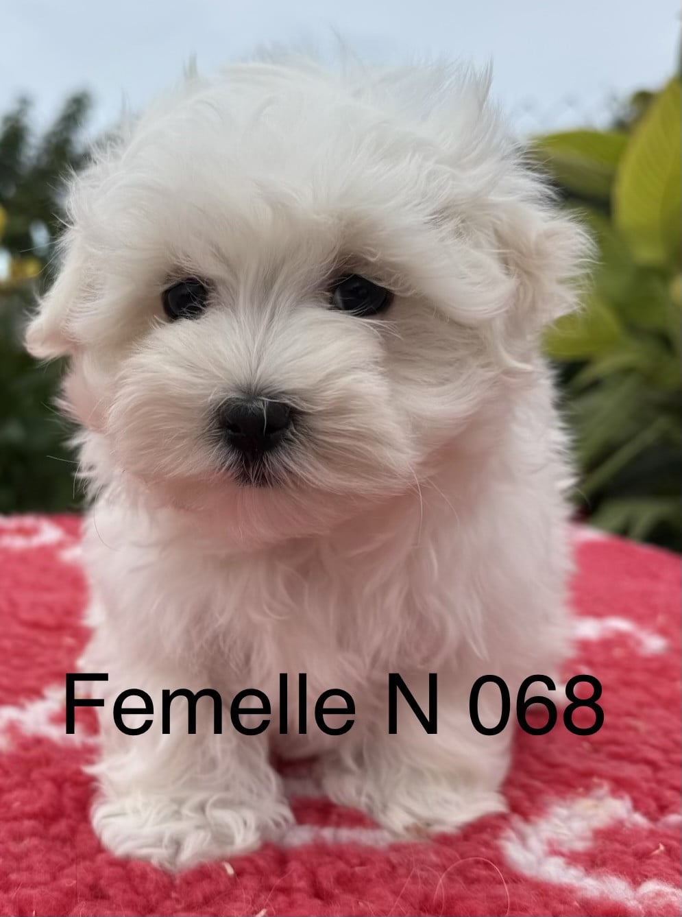 Chiot N°2