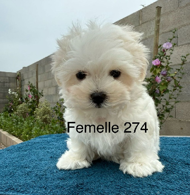 Les chiots de Bichon maltais