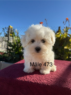 Les chiots de Bichon maltais