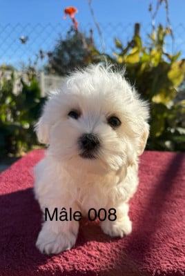 Les chiots de Bichon maltais