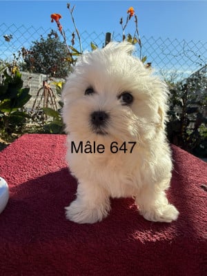 Les chiots de Bichon maltais