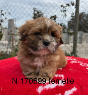 Les chiots de Lhassa Apso