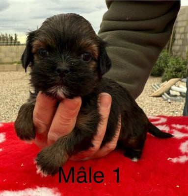Les chiots de Lhassa Apso