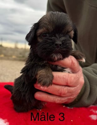 Les chiots de Lhassa Apso