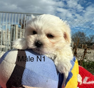 Les chiots de Bichon maltais