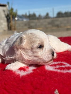 Les chiots de Bichon maltais