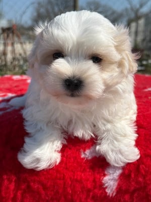 Les chiots de Bichon maltais