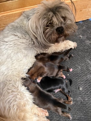 Les chiots de Lhassa Apso