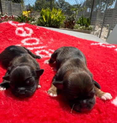 Les chiots de Lhassa Apso
