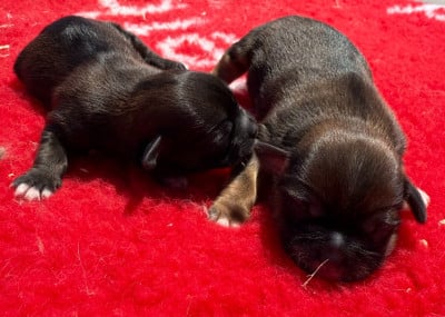 Les chiots de Lhassa Apso