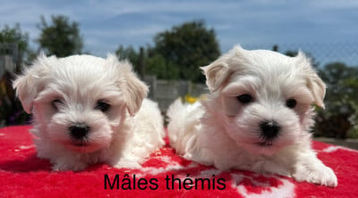 Les chiots de Bichon maltais