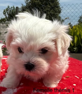Les chiots de Bichon maltais
