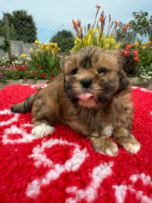 Les chiots de Lhassa Apso