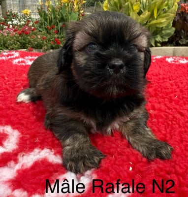 Les chiots de Lhassa Apso