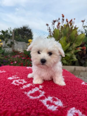 Les chiots de Bichon maltais