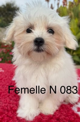 Les chiots de Bichon maltais