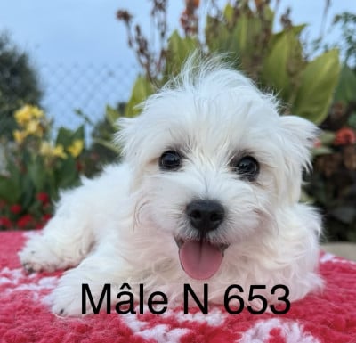 Les chiots de Bichon maltais