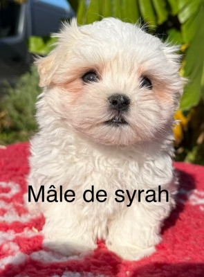 Les chiots de Bichon maltais