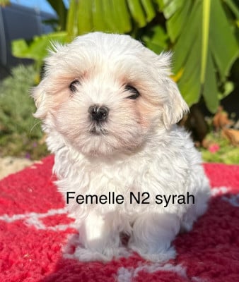 Les chiots de Bichon maltais