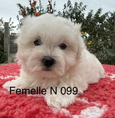 Les chiots de Bichon maltais