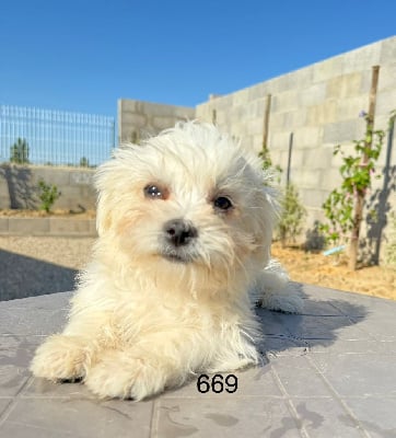 Les chiots de Bichon maltais