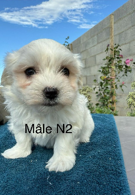 Les chiots de Bichon maltais