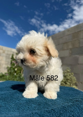 Les chiots de Bichon maltais