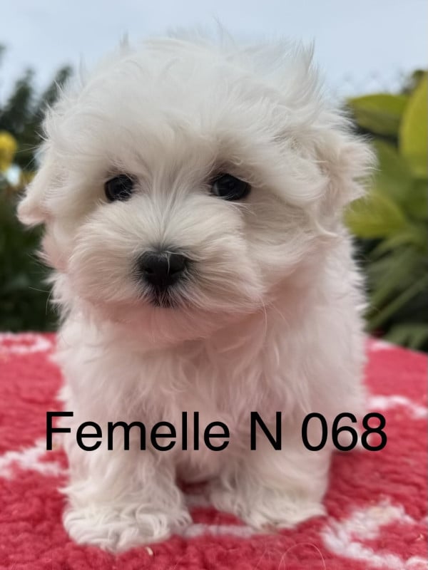 Bichon maltais - de la Vigne del Rey