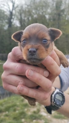 Les chiots de Russkiy Toy (Petit Chien Russe)
