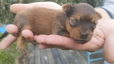 Les chiots de Russkiy Toy (Petit Chien Russe)